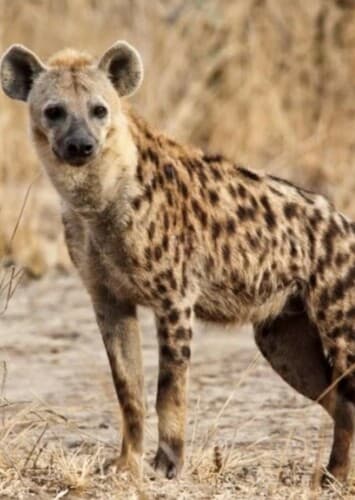Spotted Hyena