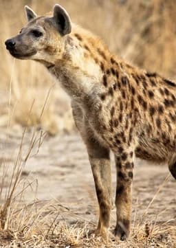 Spotted Hyena