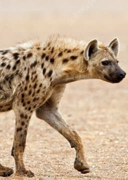 Spotted Hyena