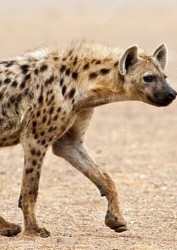 Spotted Hyena
