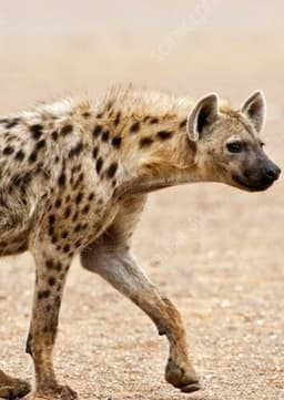 Spotted Hyena