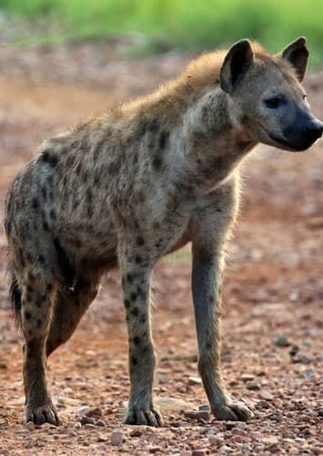 Spotted Hyena