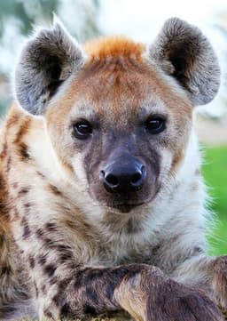 Spotted Hyena