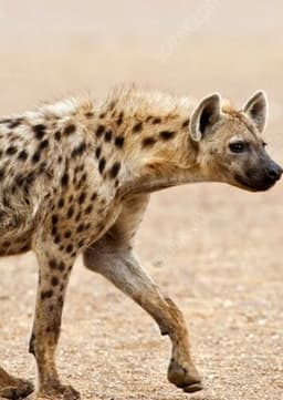 Spotted Hyena