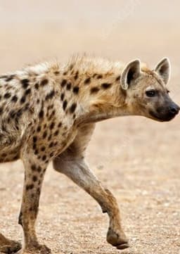 Spotted Hyena