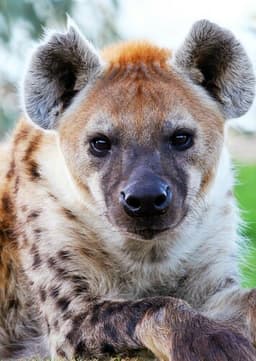 Spotted Hyena