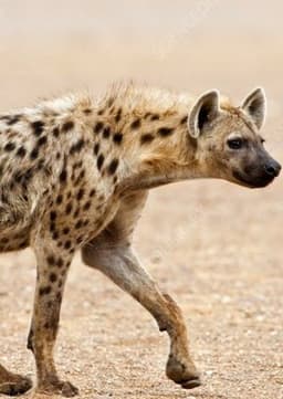 Spotted Hyena
