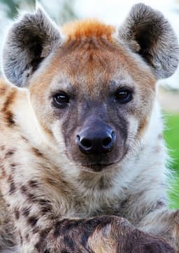 Spotted Hyena