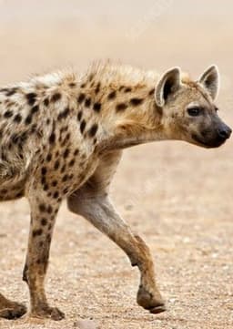 Spotted Hyena