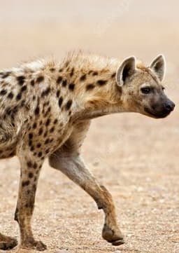 Spotted Hyena