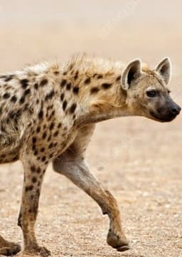 Spotted Hyena