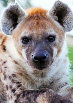 Spotted Hyena