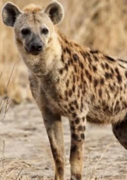 Spotted Hyena