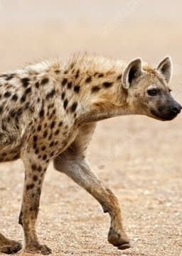 Spotted Hyena