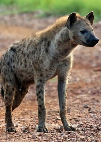 Spotted hyena