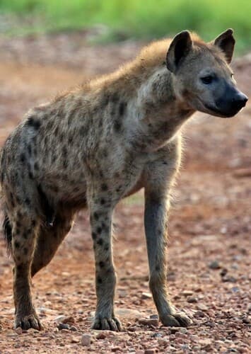 Spotted Hyena