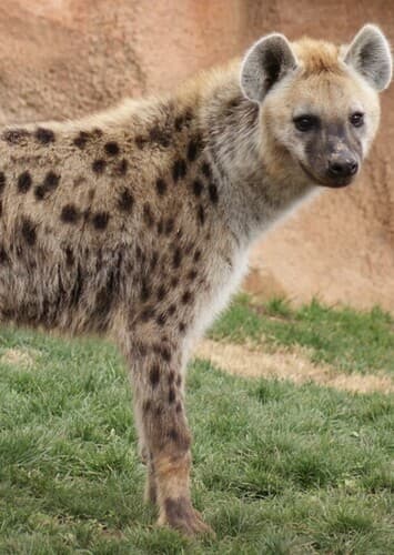 Spotted Hyena