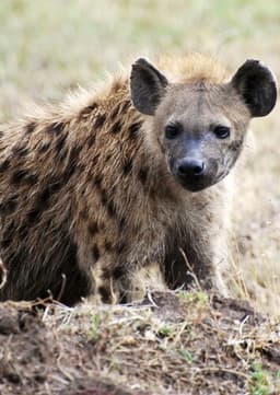 Spotted Hyena