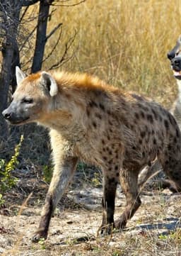 Spotted Hyena