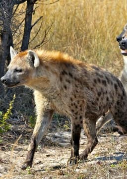 Spotted Hyena