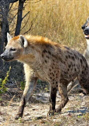 Spotted Hyena