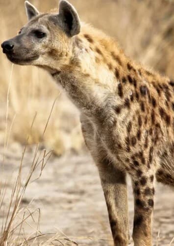 Spotted Hyena