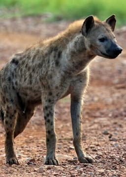 Spotted Hyena