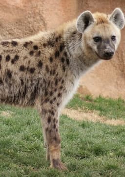 Spotted Hyena