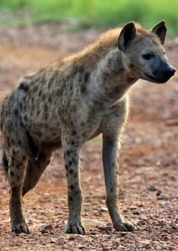 Spotted Hyena