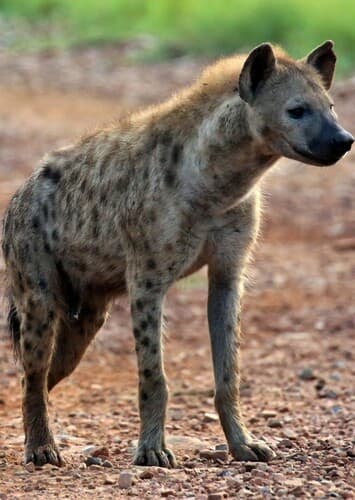 Spotted Hyena