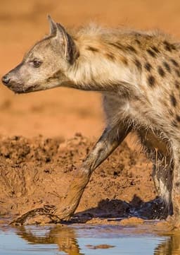 Spotted Hyena