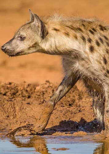 Spotted Hyena