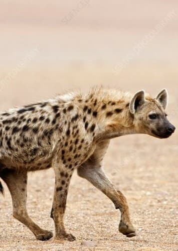 Spotted Hyena