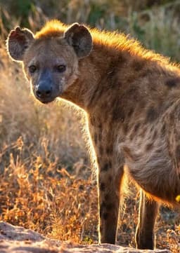 Spotted Hyena