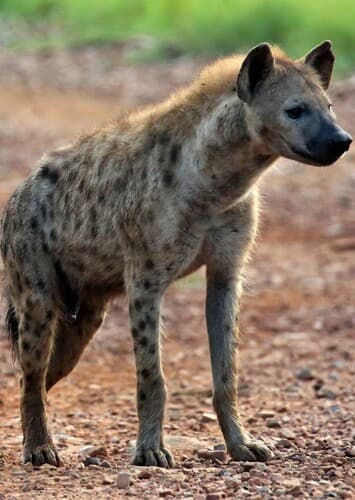Spotted Hyena