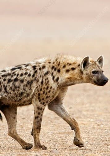 Spotted Hyena