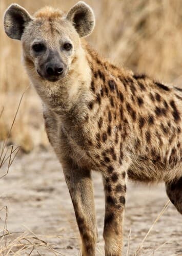 Spotted Hyena