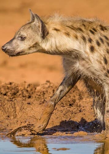 Spotted Hyena