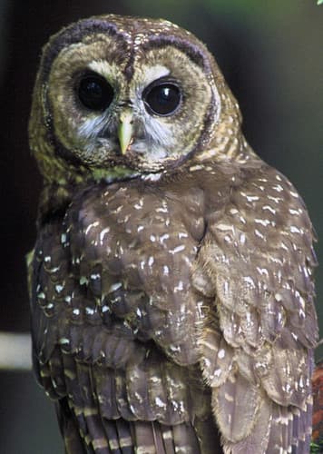Spotted Owl