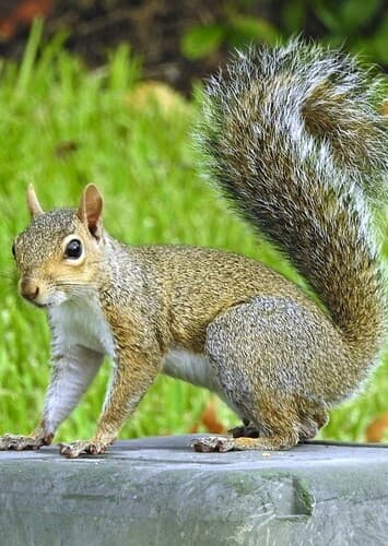 Squirrel