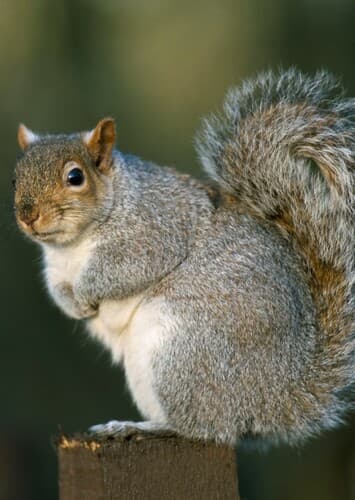 Squirrel
