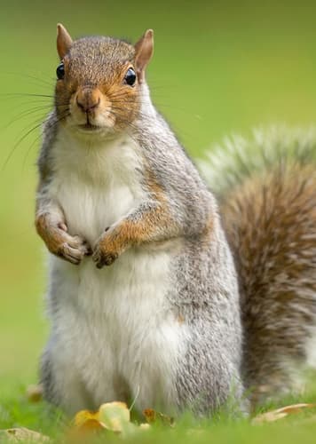 Squirrel (Generic)
