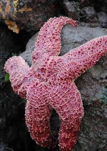 Starfish