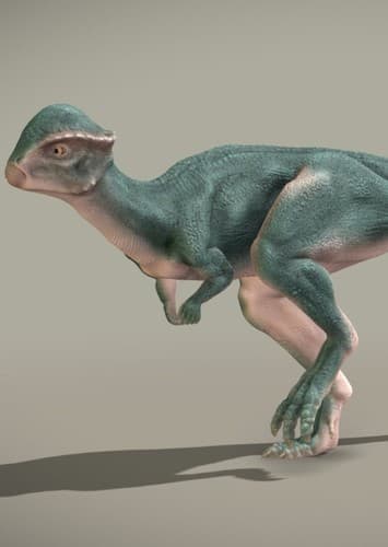 Stegoceras