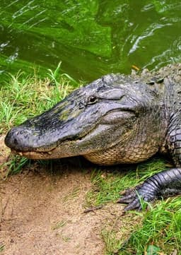 Steven the Alligator