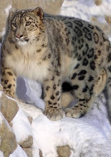Steven the Snow Leopard