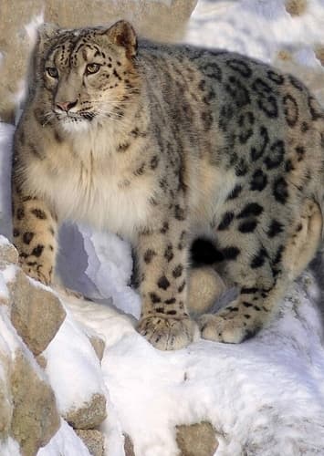 Steven the Snow leopard