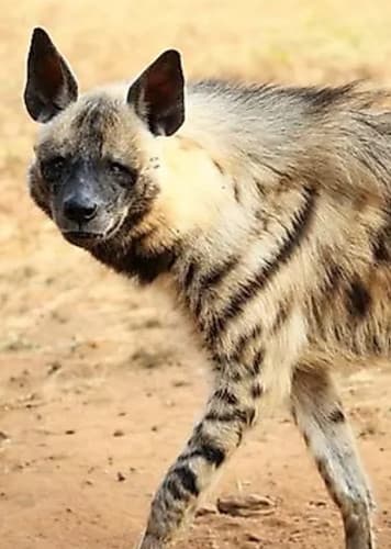 Striped Hyena