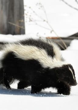 Striped skunk