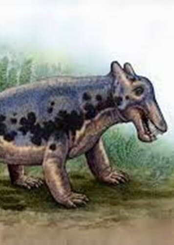 Styracocephalus